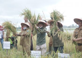 Wabup Batanghari Panen Perdana Program Indeks Pertanaman 200