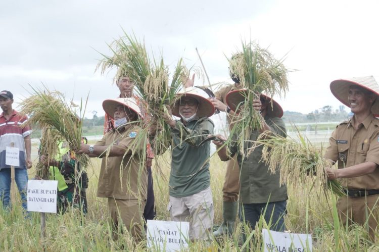 Wabup Batanghari Panen Perdana Program Indeks Pertanaman 200