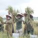 Wabup Batanghari Panen Perdana Program Indeks Pertanaman 200