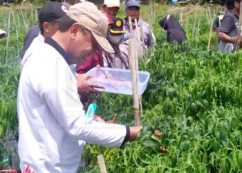 Sekda Tanjab Timur Lakukan Panen Cabai Desa Tri Mulya