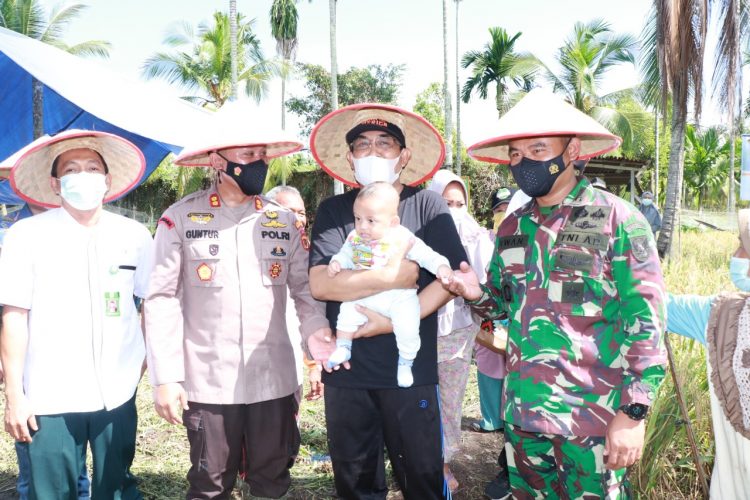Bupati Tanjung Jabung Barat Panen Padi Raya Kampung Tangguh Siginjai