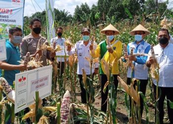 Sekda Batanghari Hadiri Panen Jagung Kelompok Tani Sumber Sari