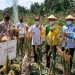 Sekda Batanghari Hadiri Panen Jagung Kelompok Tani Sumber Sari