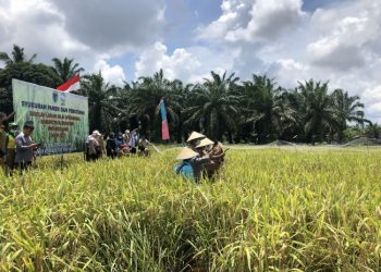 Wabup Batanghari Hadiri Panen Padi Perdana Sekolah Lapang Iklim Operasional