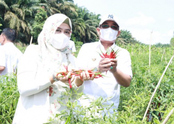 Bupati Anwar Sadat Hadiri Panen Perdana Cabai Demplot di Desa Purwodadi