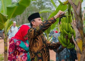 Edi Purwanto Panen Pisang Canvendish Bersama Anggota Komisi V DPR RI di Ponpes Irsyadul ‘Ibad