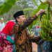 Edi Purwanto Panen Pisang Canvendish Bersama Anggota Komisi V DPR RI di Ponpes Irsyadul ‘Ibad