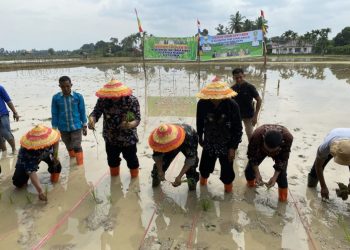 Wagub Sani Tanam Padi Bersama Kelompok Tani Desa Pasar Pelawan