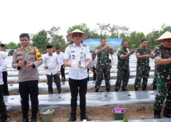 Pj Bupati Bachyuni Deliansyah Tanam Cabai Bersama Pangdam