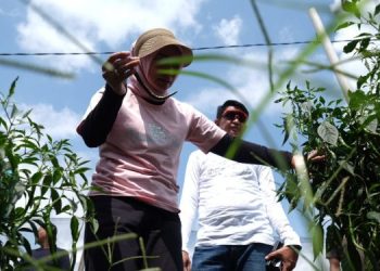 PJ Bupati, Sekda Beserta Ketua TP PKK Melakukan Peninjauan dan Melihat Langsung Lahan Pertanian Cabe