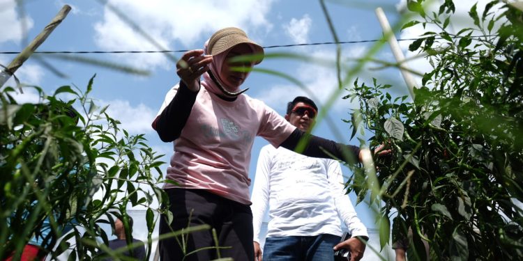 PJ Bupati, Sekda Beserta Ketua TP PKK Melakukan Peninjauan dan Melihat Langsung Lahan Pertanian Cabe