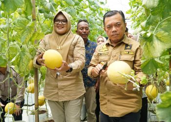 Turun ke Tanjabtim, Gubernur Al Haris Tinjau Jalan dan Panen Perdana Melon Premium