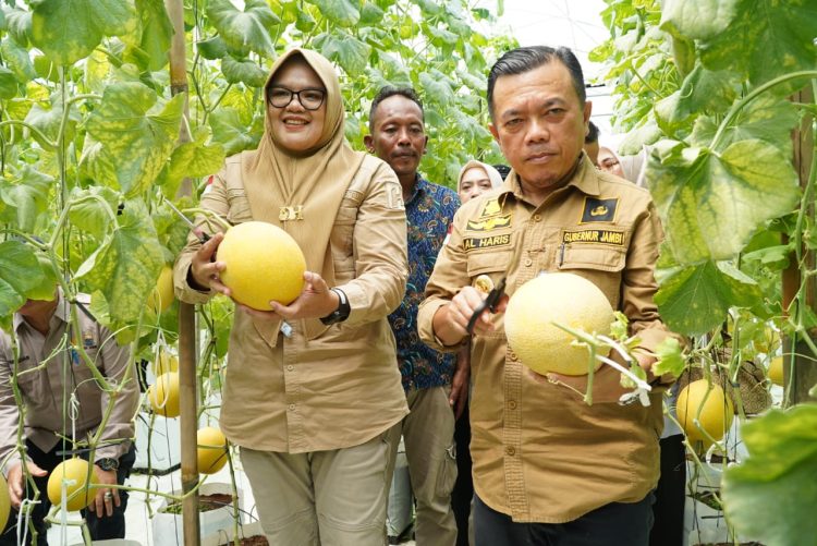 Turun ke Tanjabtim, Gubernur Al Haris Tinjau Jalan dan Panen Perdana Melon Premium
