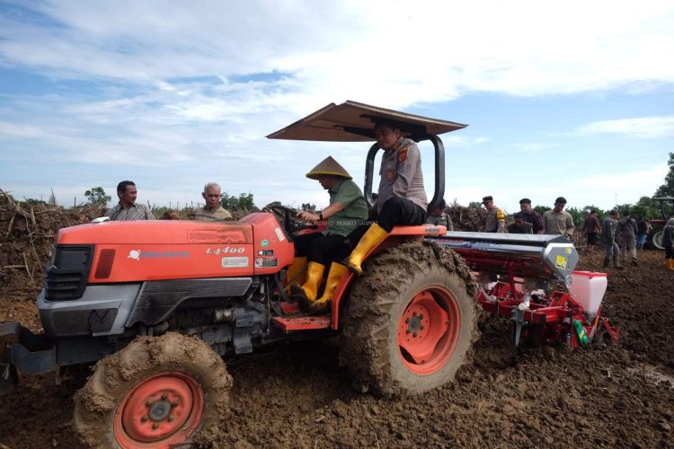 Bupati Muaro Jambi Melaksanakan Penanaman Jagung Hibrida di Lahan Kelompok Tani Gelora